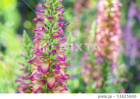 ジキタリス イルミネーションフレーム 53825600