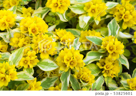 リシマキア リッシー リシマキア リッシー 53825601