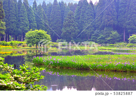 平池のカキツバタ 53825887