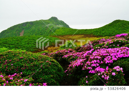 九重　ミヤマキリシマ咲く大船山 53826406