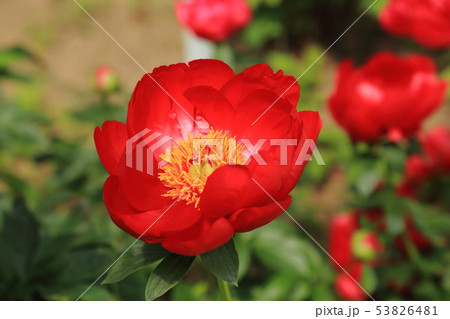 みやま市　ボタン園　 53826481
