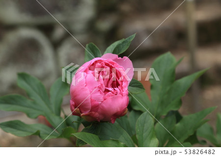 みやま市　ボタン園　 53826482