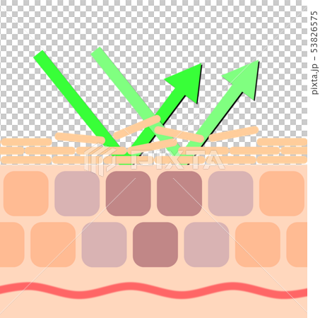 Skin Cross Section - Stock Illustration [53826575] - Pixta