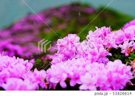 九重のミヤマキリシマ 53826614
