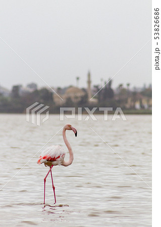 Flamingo and Hala Sultan Tekke Larnaca salt lake Flamingo and Hala Sultan Tekke Larnaca salt lake 53826686