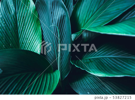 Dark Leaves background Blue green Leaf surface Dark Leaves background Blue green Leaf surface 53827215