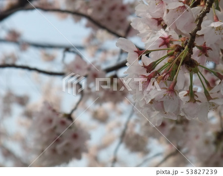 桜 桜 53827239