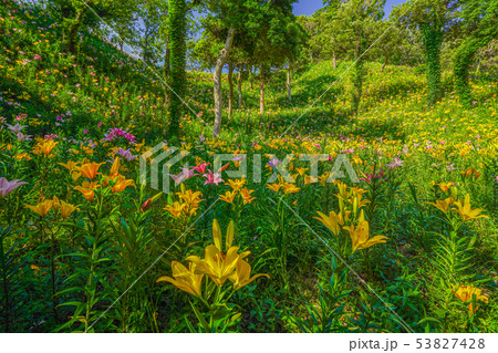 可睡ゆりの園 ユリの花 袋井市 【静岡県】 可睡ゆりの園 ユリの花 袋井市 【静岡県】 53827428