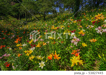 可睡ゆりの園　ユリの花　袋井市　【静岡県】 53827445