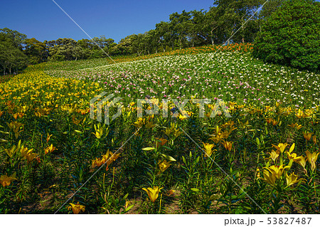 可睡ゆりの園 ユリの花 袋井市 静岡県 の写真素材