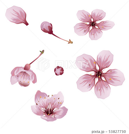 Cherry Blossom Flowers Cherry Blossom Flowers 53827730