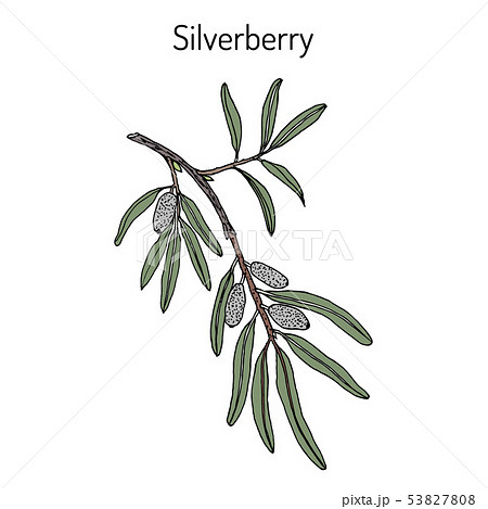 Silverberry or wolf-willow Elaeagnus commutata , medicinal plant Silverberry or wolf-willow Elaeagnus commutata , medicinal plant 53827808
