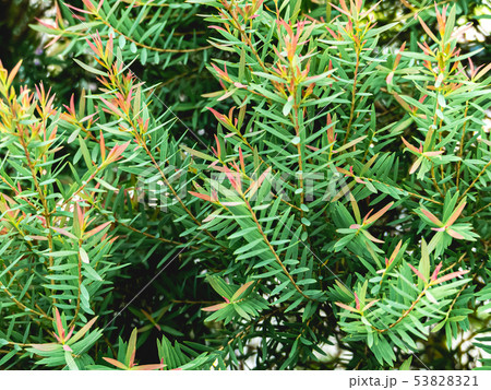 Close up fresh orange and green leaves, tiny Close up fresh orange and green leaves, tiny 53828321