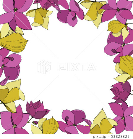 Vector Magnolia floral botanical flowers. Purple and yellow engraved ink art. Frame border ornament Vector Magnolia floral botanical flowers. Purple and yellow engraved ink art. Frame border ornament 53828325