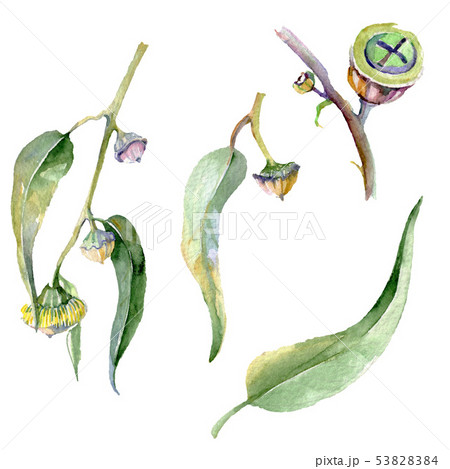 Eucalyptus floral botanical flowers. Watercolor background set. Isolated eucalyptus illustration Eucalyptus floral botanical flowers. Watercolor background set. Isolated eucalyptus illustration 53828384