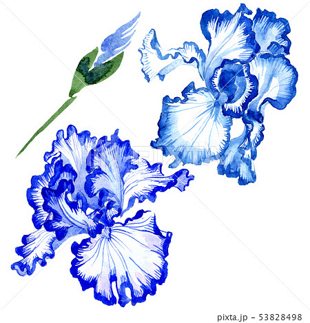 Blue iris floral botanical flowers. Watercolor background illustration set. Isolated irises Blue iris floral botanical flowers. Watercolor background illustration set. Isolated irises 53828498