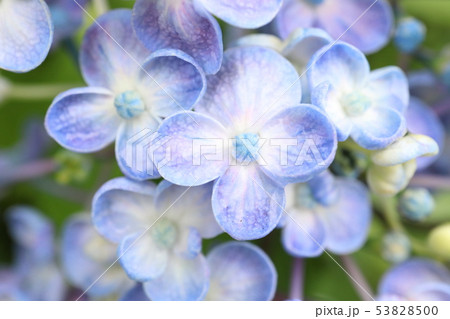 おたふく紫陽花 おたふく紫陽花 53828500