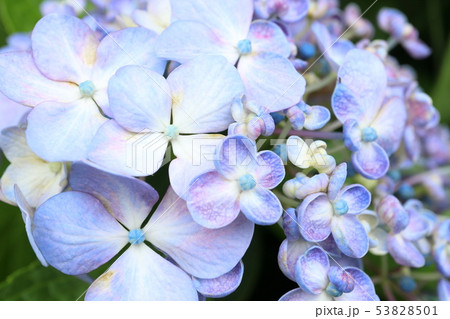 おたふく紫陽花 おたふく紫陽花 53828501