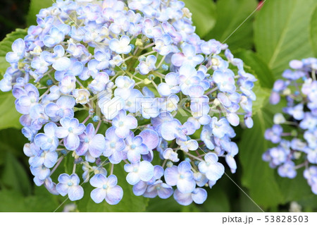 おたふく紫陽花 53828503