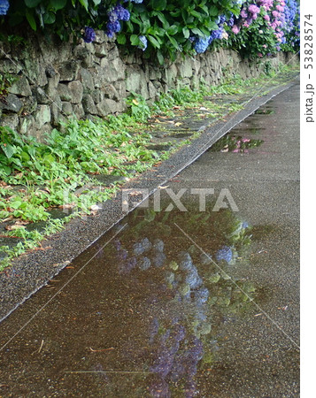 水たまりと紫陽花の写真素材 [53828574] - PIXTA