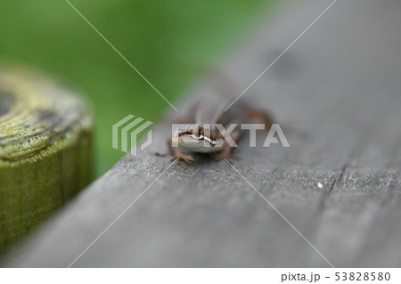 ニホンカナヘビ ニホンカナヘビ 53828580