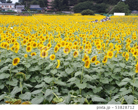 ひまわり 53828712