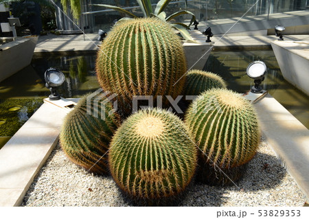 大きなサボテン　巨大　植物園 53829353