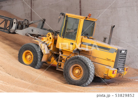 Wheel loader working at grain wheat warehouse. Agriculture industry. Wheel loader working at grain wheat warehouse. Agriculture industry. 53829852
