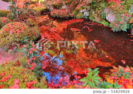 【滋賀県】金剛輪寺　名勝庭園の紅葉 53829926