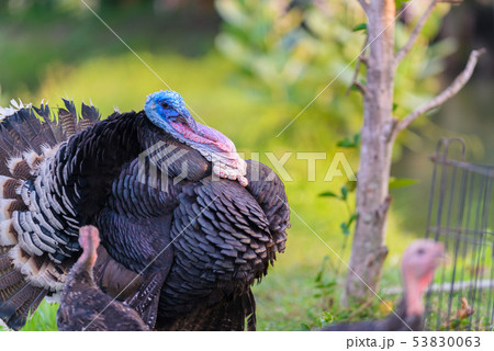 Portrait of black turkey on nature background. Portrait of black turkey on nature background. 53830063