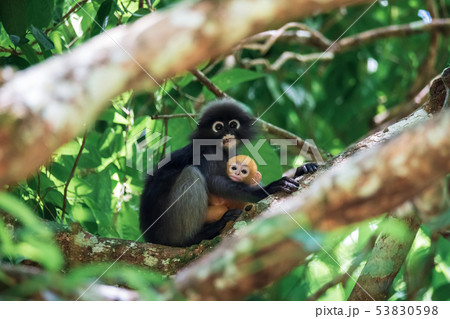 Trachypithecus obscurus and its children with gold Trachypithecus obscurus and its children with gold 53830598