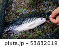Freshwater fish on green grass. 53832019