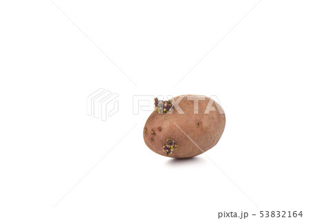 Sprouted potato isolated on white background. Sprouted potato isolated on white background. 53832164