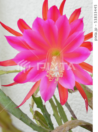 サボテンの花 サボテンの花 53833445