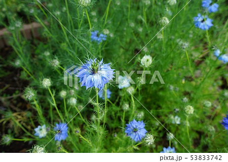 青い花ニゲラの写真素材