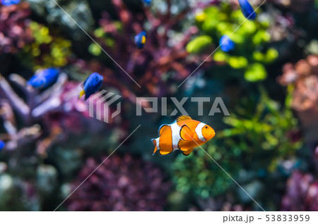 Clown Fish 53833959
