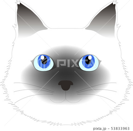 シャム猫の顔 53833963