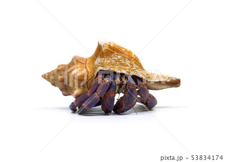 オカヤドカリ 53834174