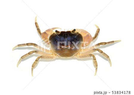 サワガニ様用 鹿児島県教育委員会／ミシマサワガニ