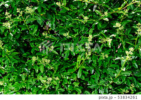 Full frame of privet hedge branches Full frame of privet hedge branches 53834261