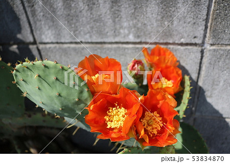 サボテンの花 サボテンの花 53834870