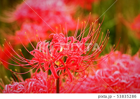鮮紅色の彼岸花 53835286