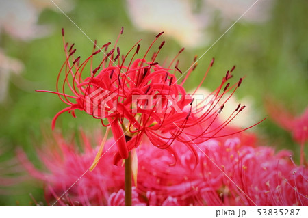 鮮紅色の彼岸花 53835287