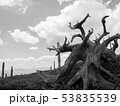 大台ケ原 53835539