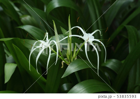自然 植物 スパイダーリリー、小さな盃の周りに十センチ程の長さの細いリボンが六本垂れ下がる 自然 植物 スパイダーリリー、小さな盃の周りに十センチ程の長さの細いリボンが六本垂れ下がる 53835593