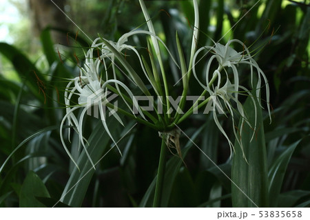 自然　植物　スパイダーリリー、不思議な姿の白い花は芳香があります。西インド諸島原産の植物 53835658
