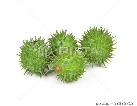 Castor oil plant on white background 53835718