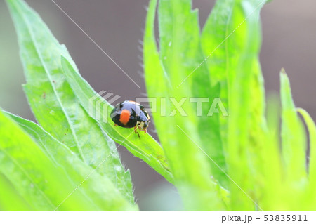 野草の上で好物のアブラムシを探しまわるテントウムシの写真素材