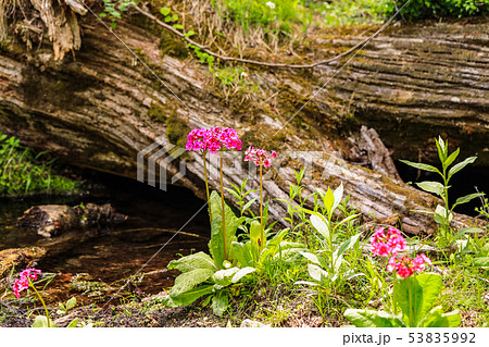 （栃木県）奥日光・千手が浜のクリンソウ 53835992