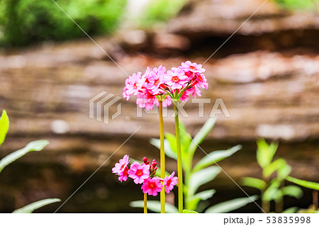 （栃木県）奥日光・千手が浜のクリンソウ 53835998